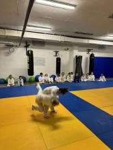 Judo víkend
